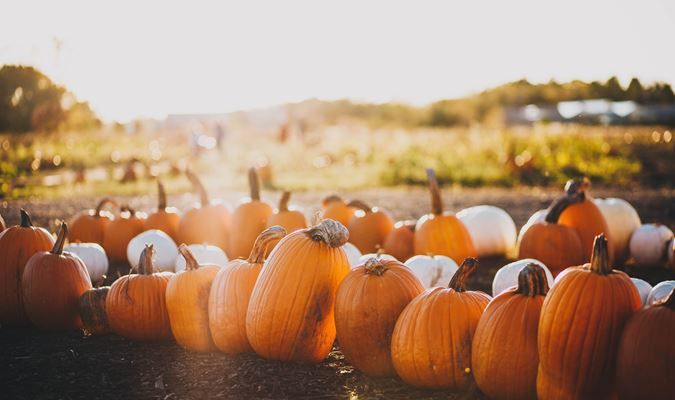 Taste of Harvest - Pumpkin Spice and Everything Nice