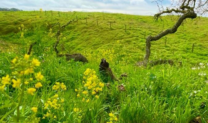 Enjoy a Spring Fling in Wine Country