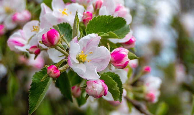 Sebastopol Apple Blossom Festival and Parade Image