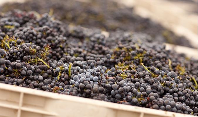The Best Sonoma County Pinot Noirs Image