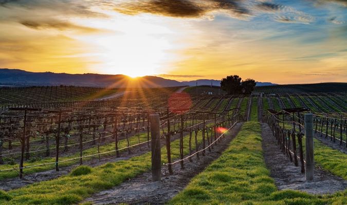 Discover Wine Country's Hidden Gem : Paso Robles, California