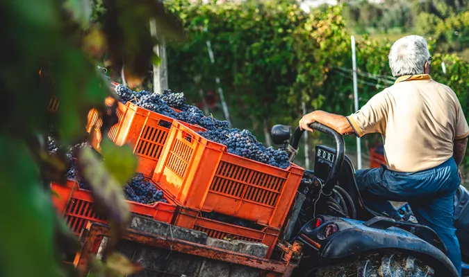 Taste of Harvest: Cheers to the 2023 Vintage!