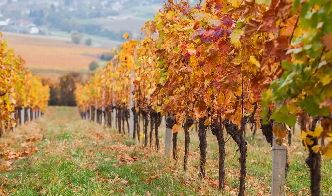 A Taste of Harvest: Exploring the Rich Hues of Wine Country
