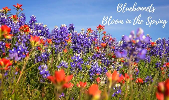 Bluebonnets blooming in the Spring