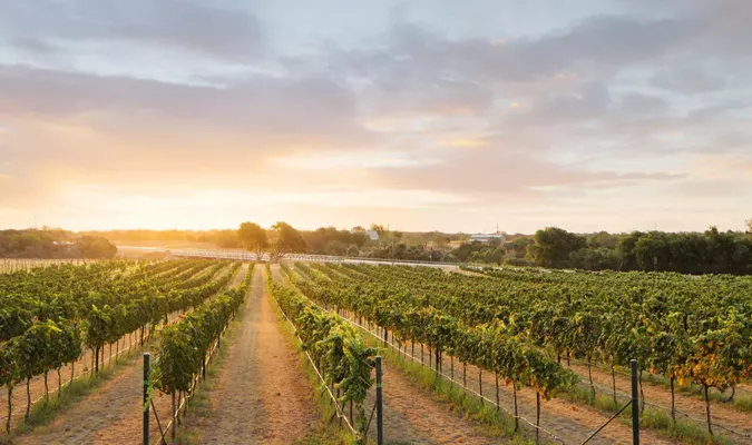 Discover the Charm of Texas Hill Wine Country: A Wine Lover's Paradise