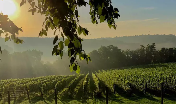 Exploring Wineries of the Monticello Wine Region