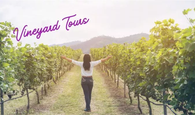 The Best Vineyard Tours