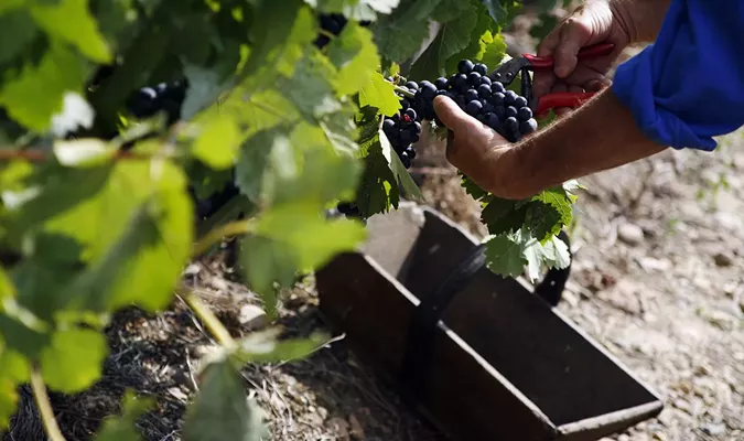 Grape Harvest: From Vine to Wine
