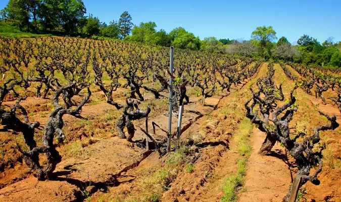 Wagon Wheel Trellis System in Vineyard