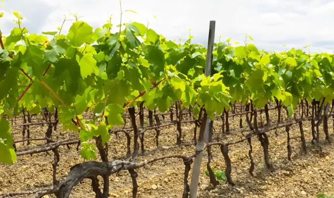 T Style Trellis System in Vineyard