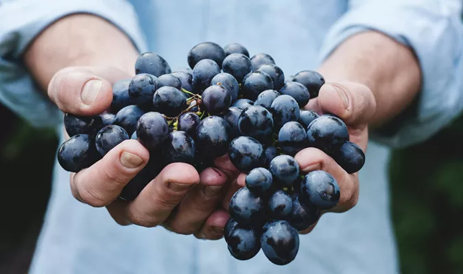 What It's Like to Work a Harvest in Wine Country Image