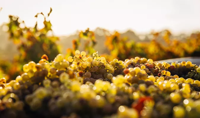 A Day in the Life of a Winemaker During Harvest Season Image