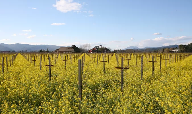 The Magic of Mustard in Vineyards: Beauty, Benefits, and a Picture-Perfect Tradition