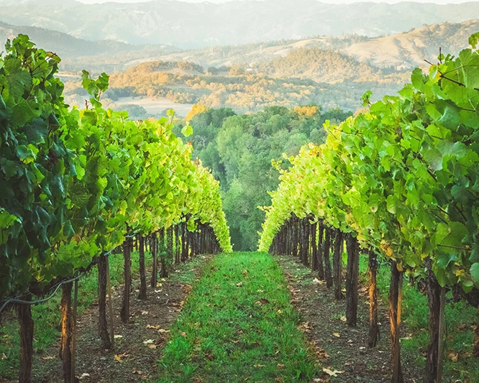Sonoma County Vineyard in Russian River Valley AVA