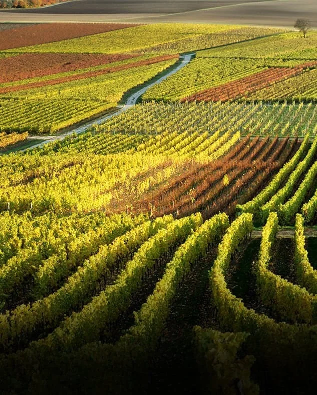 The Best Central Valley Tours and Tastings Book Your Getaway