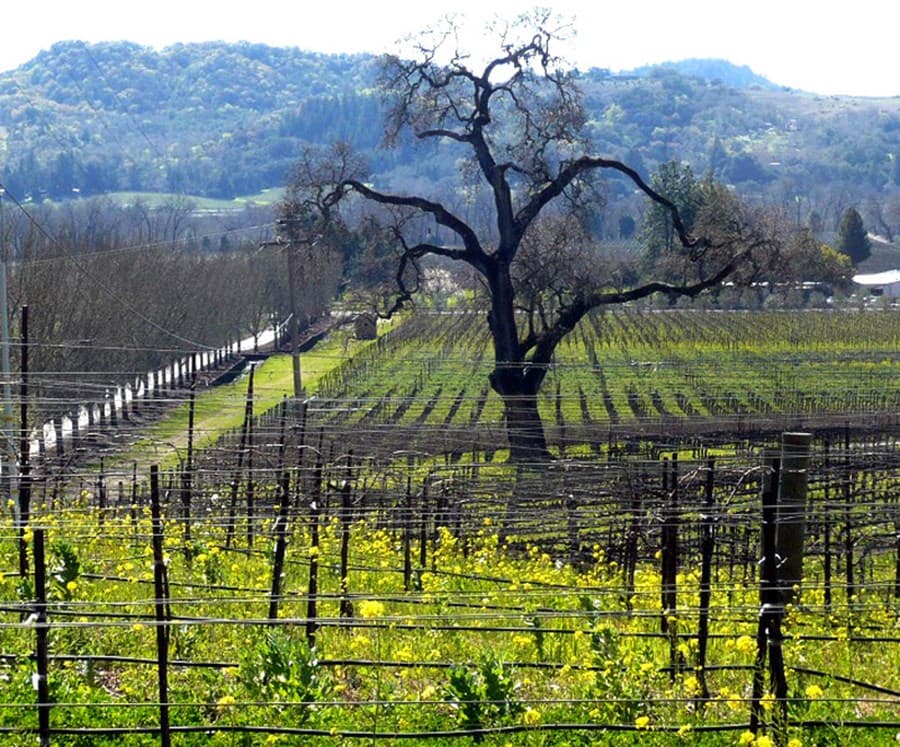 Make Reservations at Alexander Valley Vineyards in Sonoma County on