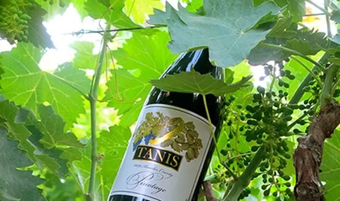 Tanis Vineyards
