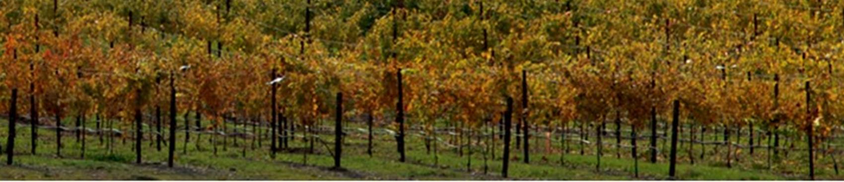 Garre' Vineyard & Winery