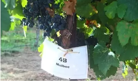 Malbec Day Celebration at August Briggs Winery