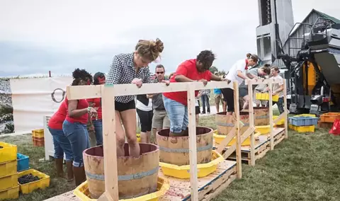 Oliver Winery Grape Stomp 2024