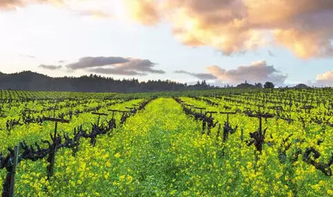 Wine Love Wine Trail ~ Sonoma County