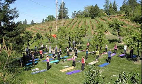 WOGA! Wine & Yoga in the Orchard Img