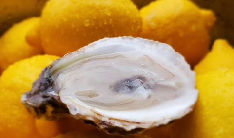 Winemaker Series : Oysters and Wine Pairing
