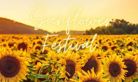 Saracina Sunflower Festival