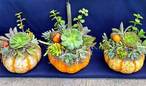 Succulent Pumpkin Class (2nd Date) Img