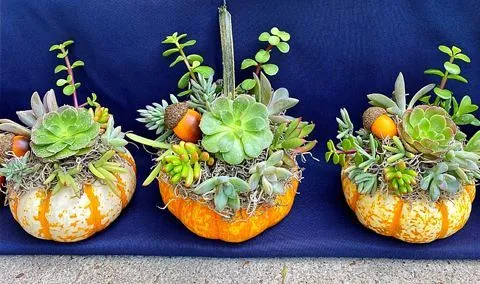 Succulent Pumpkin Class (2nd Date)